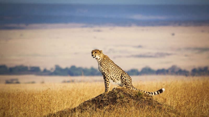 Резерват Масай Мара, Кения