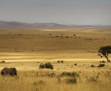 Резерват Масай Мара, Кения